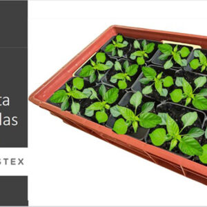 GAVETA PLÁNTULAS